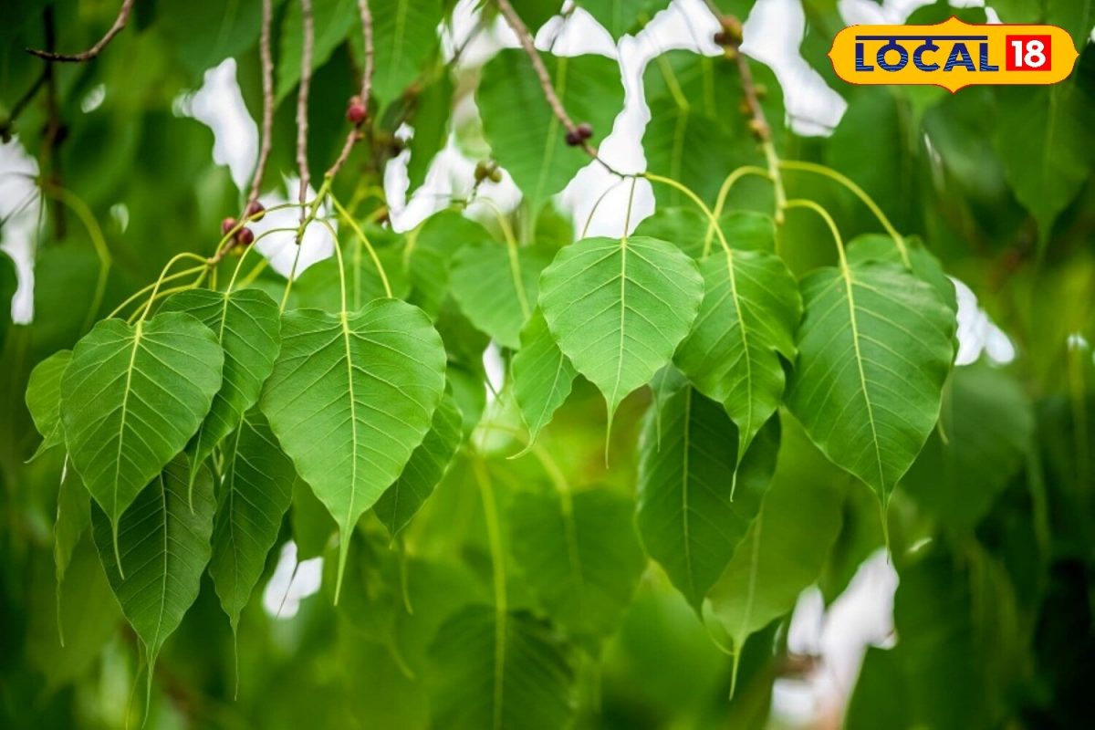 ਇਹ ਦਰਖਤ ਸ਼ੂਗਰ, ਜਿਗਰ, ਦਿਲ, ਦਮਾ ਵਰਗੀਆਂ ਕਈ ਬਿਮਾਰੀਆਂ ਲਈ ਹੈ ਰਾਮਬਾਣ...ਜਾਣੋ ...