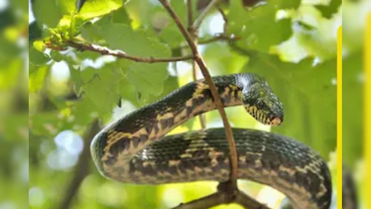 ਸਾਵਧਾਨ! ਸੱਪਾਂ ਨੂੰ ਆਪਣੇ ਵੱਲ ਖਿੱਚਦੇ ਹਨ ਇਹ 6 ਪੌਦੇ, ਘਰ ਤੋਂ ਦੂਰ ਹੀ ਰੱਖੋ! 6