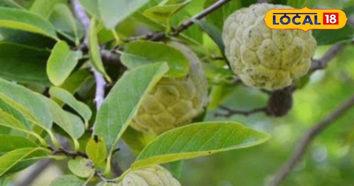 leaves and fruits of this tree have the power to cure many diseases it ...
