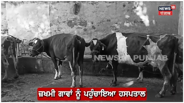 Ropar News | ਬਦਮਾਸ਼ਾਂ ਵੱਲੋਂ ਗਊਆਂ ’ਤੇ ਤੇਜ਼ਧਾਰ ਹਥਿਆਰਾਂ ਨਾਲ ਹਮਲਾ, ਇੱਕ ਗਊ ਦਾ ਬੇਰਹਿਮੀ ਨਾਲ ਪਾੜਿਆ ਪੇਟ,ਹੋਈ ਮੌਤ