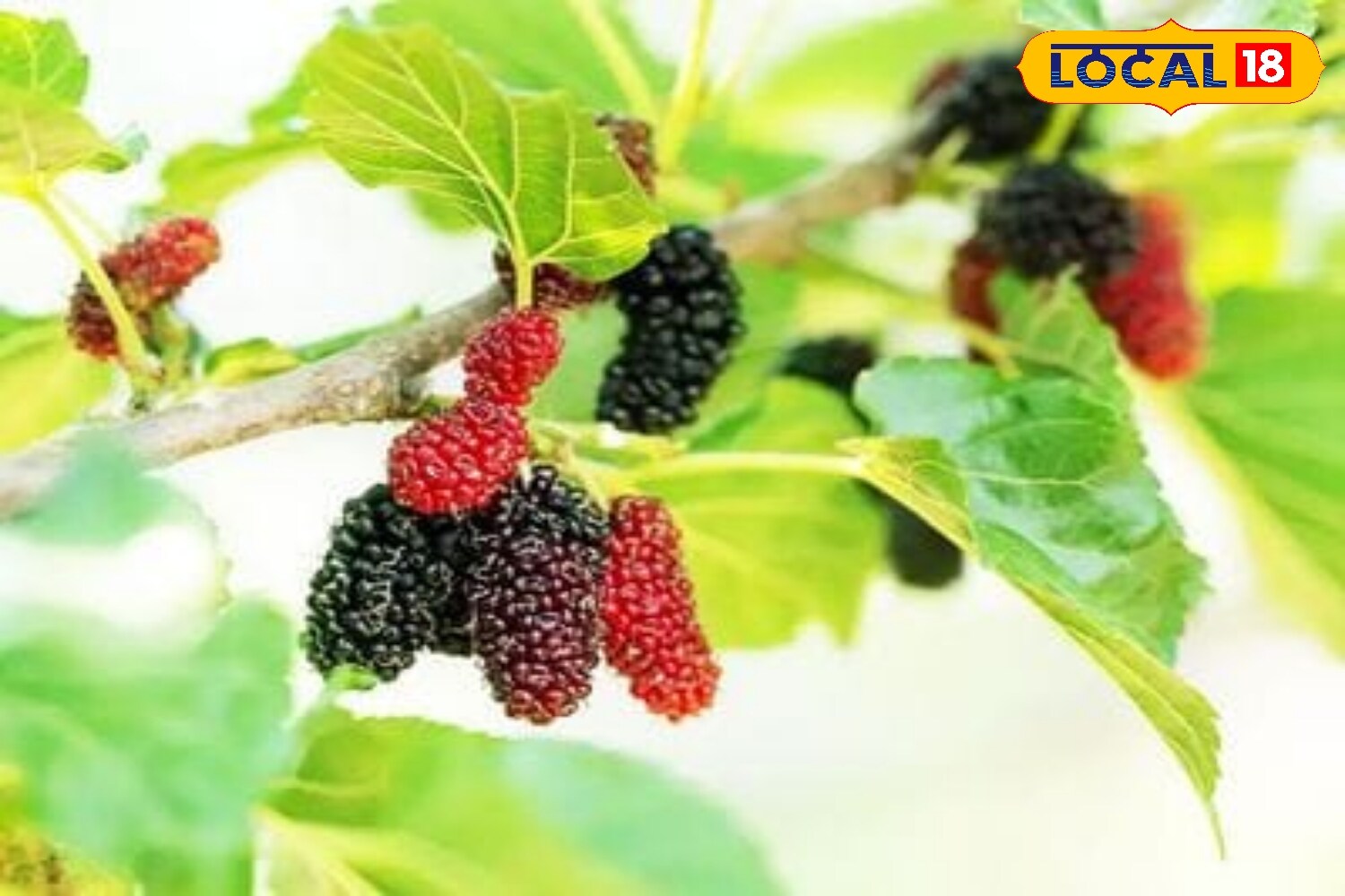 News18 Punjabi