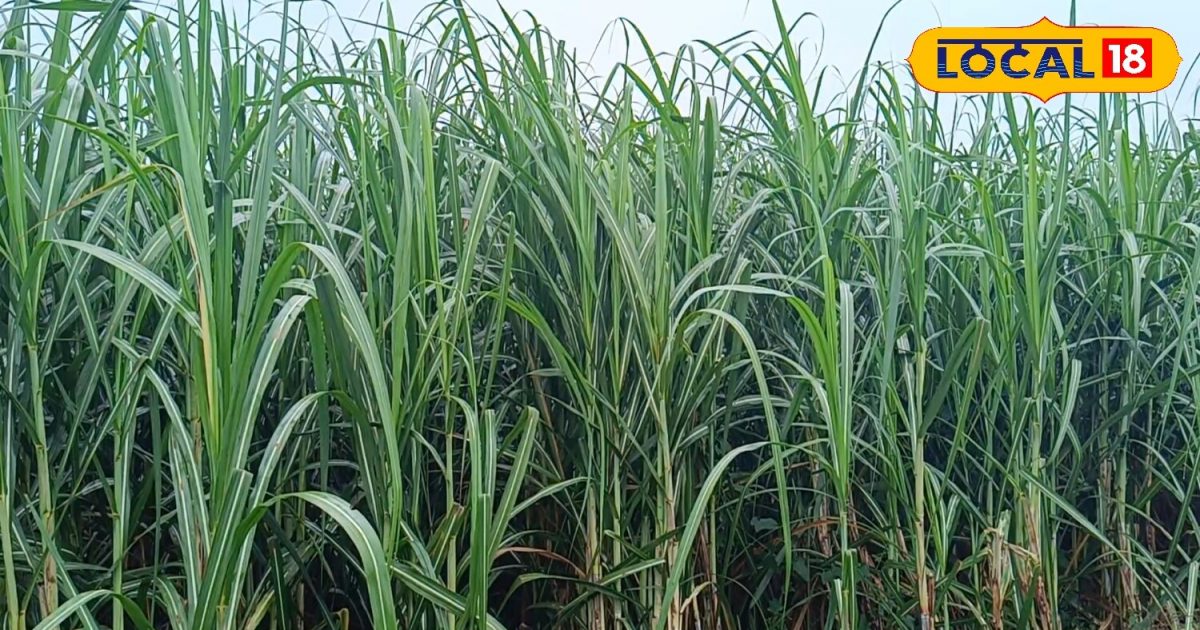 Colk Sugarcane Cultivation: ਗੰਨੇ ਦੀ 98214 ਕਿਸਮ ਦੀ ਕਾਸ਼ਤ ਕਰਨ ਕਿਸਾਨ, ਬੰਪਰ ਝਾੜ ...