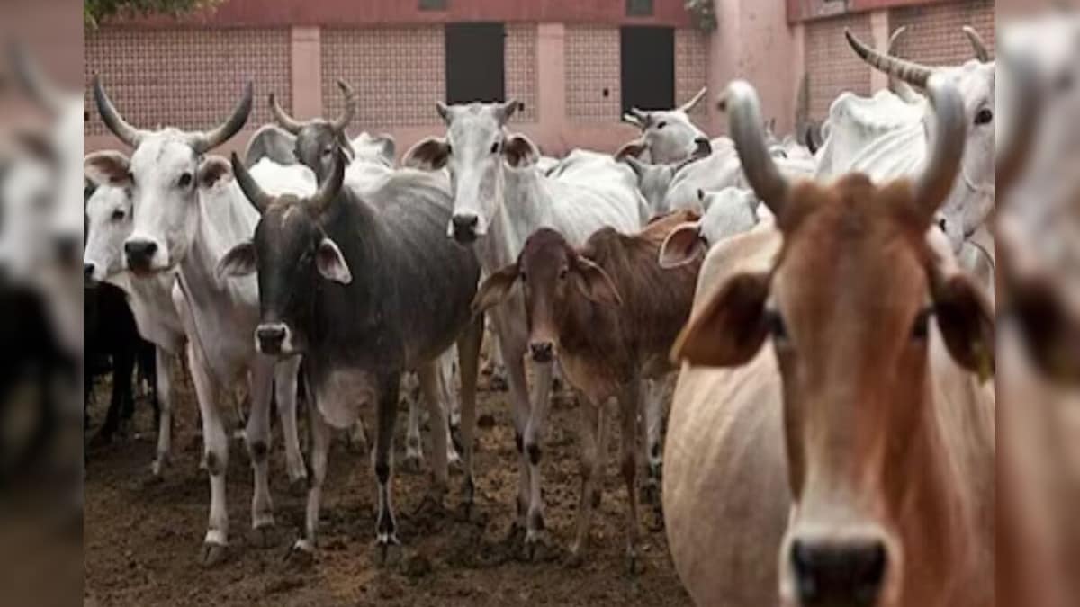 Pakistan is doing such an amazing thing with cow, it does not happen anywhere in the world