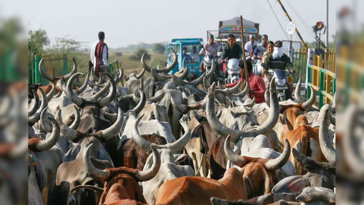 Pakistan is doing such amazing work with mother cow, read full news