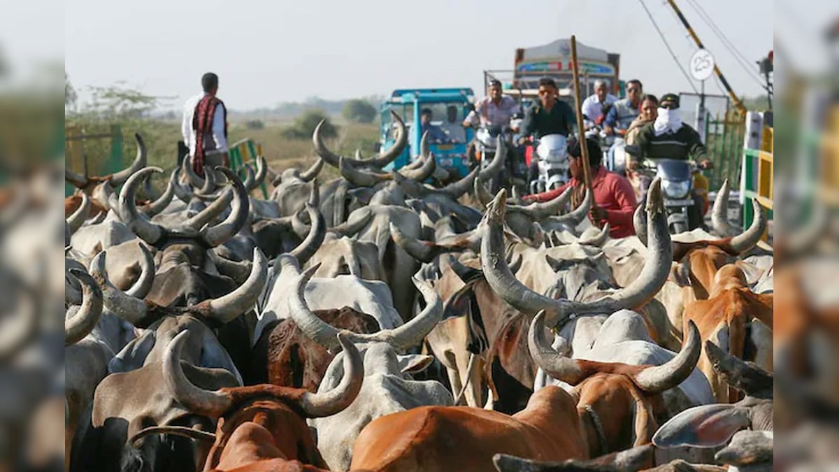 Something is happening with cows in Pakistan that the whole world including the UN is praising…