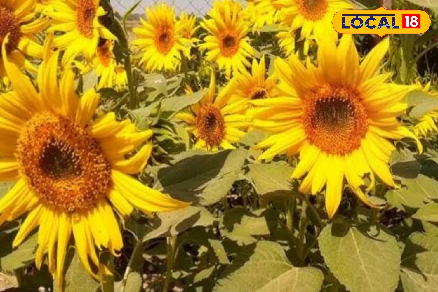 News18 Punjabi