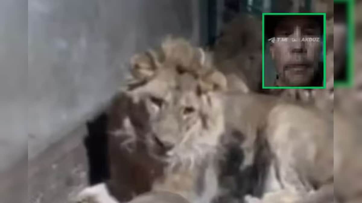 In the circle of making the girlfriend happy, the lover’s life was lost, he accidentally made a video of his own death by entering the lion’s cage!