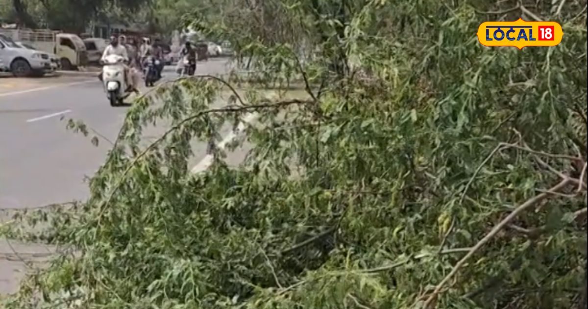 Trees fell road due storm inviting major accident Forest Department ...