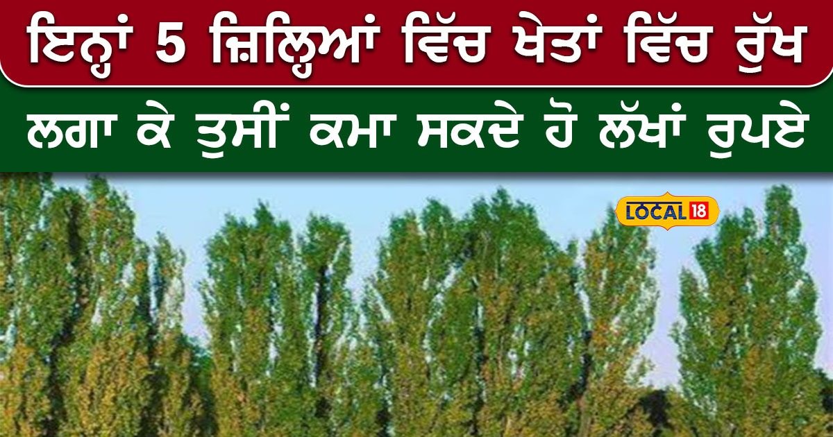 ਇਨ੍ਹਾਂ 5 ਜ਼ਿਲ੍ਹਿਆਂ ਅੰਦਰ ਖੇਤਾਂ ਵਿੱਚ ਰੁੱਖ ਲਗਾ ਕੇ ਤੁਸੀਂ ਕਮਾ ਸਕਦੇ ਹੋ ਲੱਖਾਂ ...