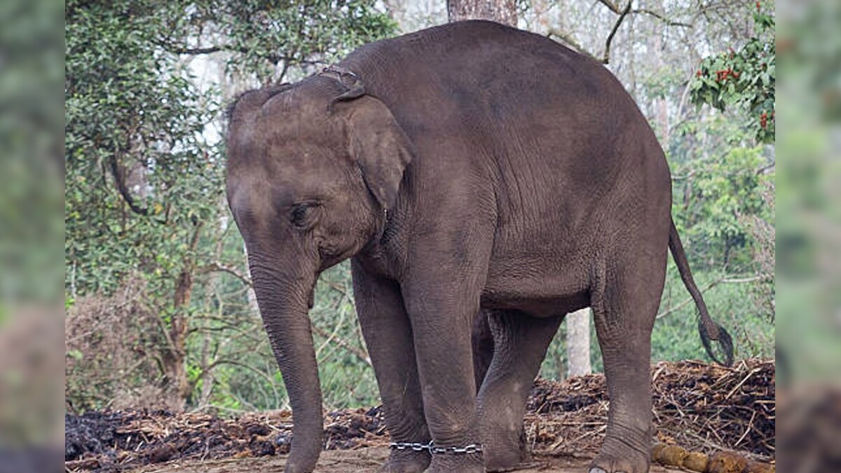 Up to 50 elephants and house will be divided into the elephant, the flesh, due to the House, is very painful!