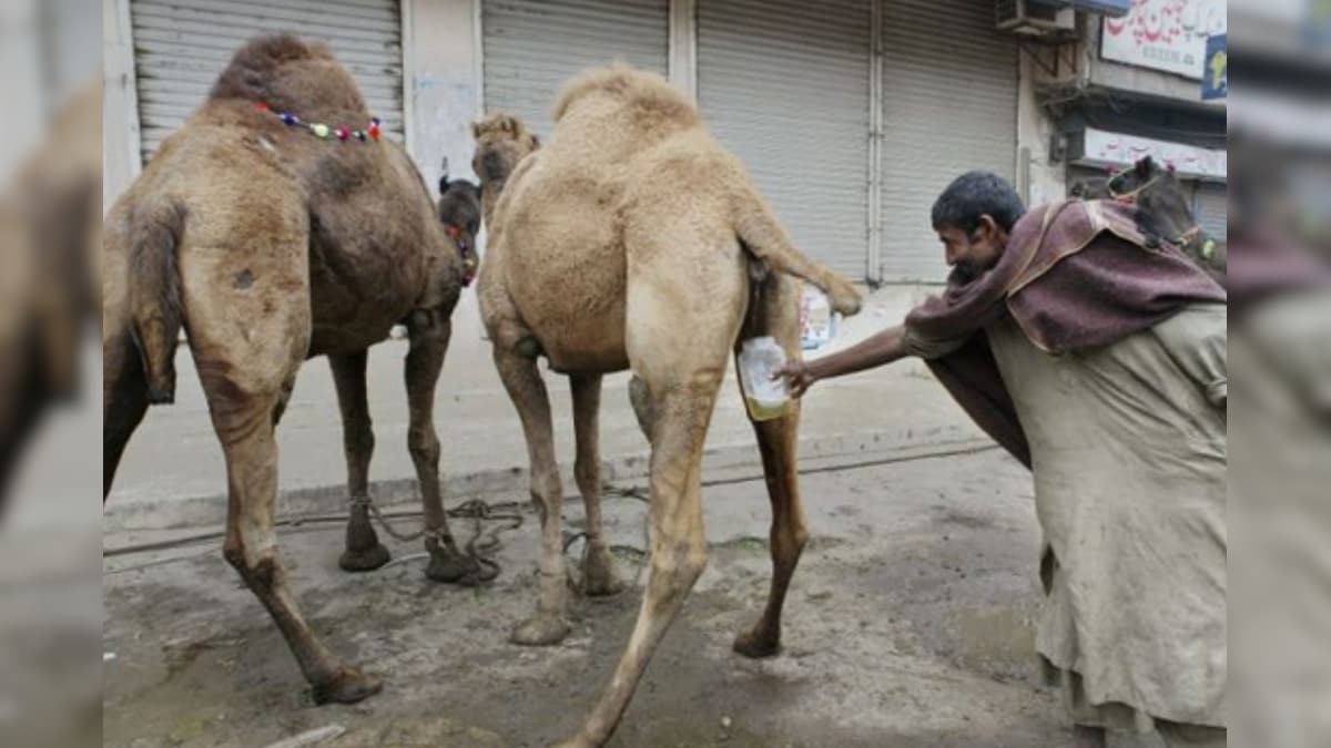 The camel urine in the Muslim countries are drinking camel urine, WHO warned- Do not even mistake this error! – News-Patiala English