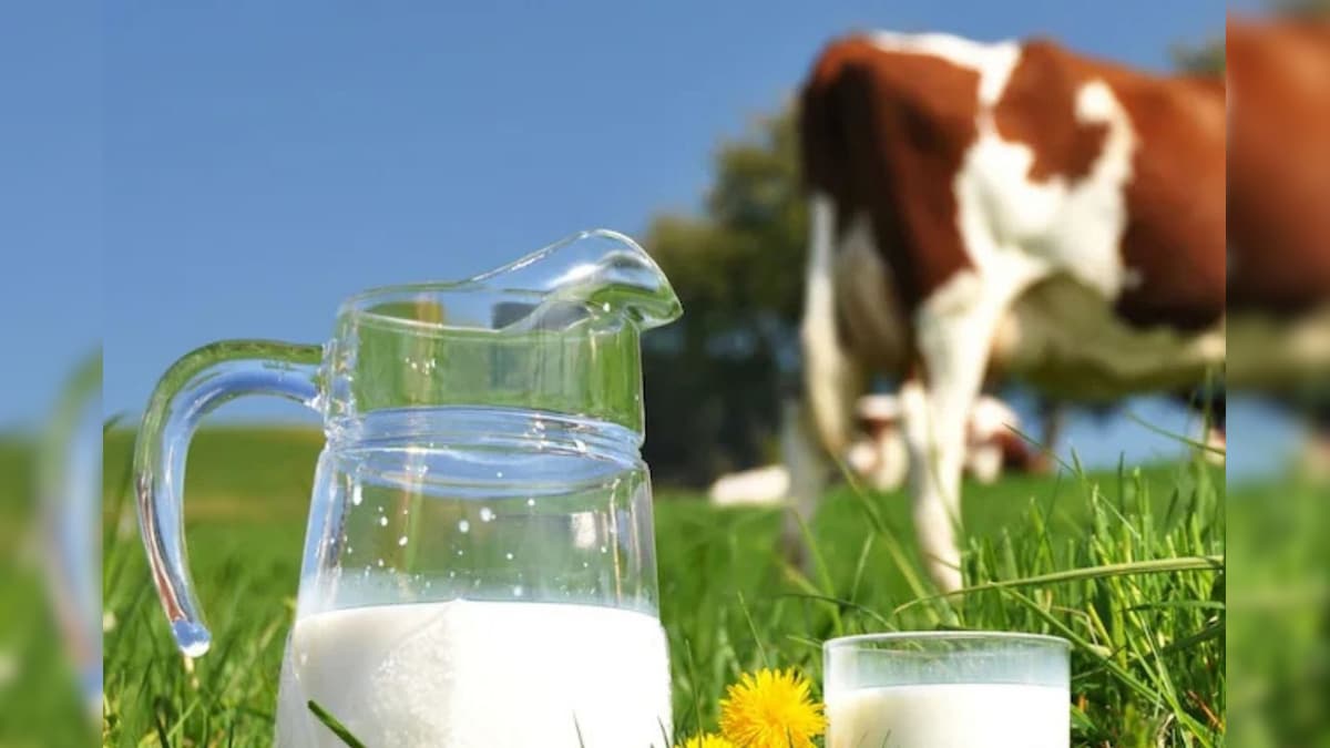 What happens is the cow ‘non-wise milk’? The milk after the agreement in the US and India is in the heads, Ditcol