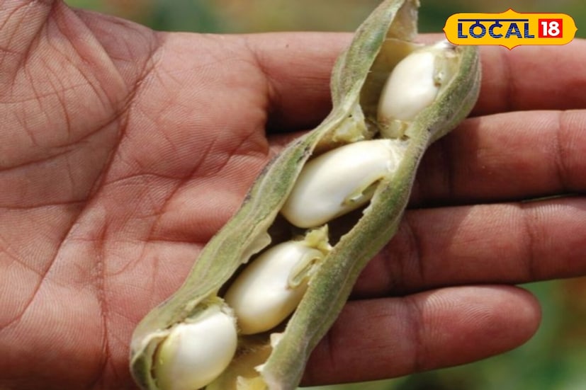 Kapikachu seeds not only help in increasing mental and physical strength but also provide many other health benefits. These seeds are helpful in strengthening the body's immunity and due to their antioxidant properties, they protect cells from damage. According to Ayurveda, it provides relief in problems like arthritis, tremors and muscle weakness. The natural chemicals found in it help maintain hormonal balance, thereby reducing fatigue, lethargy and stress-related problems. Kapikachu seeds not only help in increasing mental and physical strength but also provide many other health benefits. These seeds are helpful in strengthening the body's immunity and due to their antioxidant properties, they protect cells from damage. According to Ayurveda, it provides relief in problems like arthritis, tremors and muscle weakness. The natural chemicals found in it help maintain hormonal balance, thereby reducing fatigue, lethargy and stress-related problems.