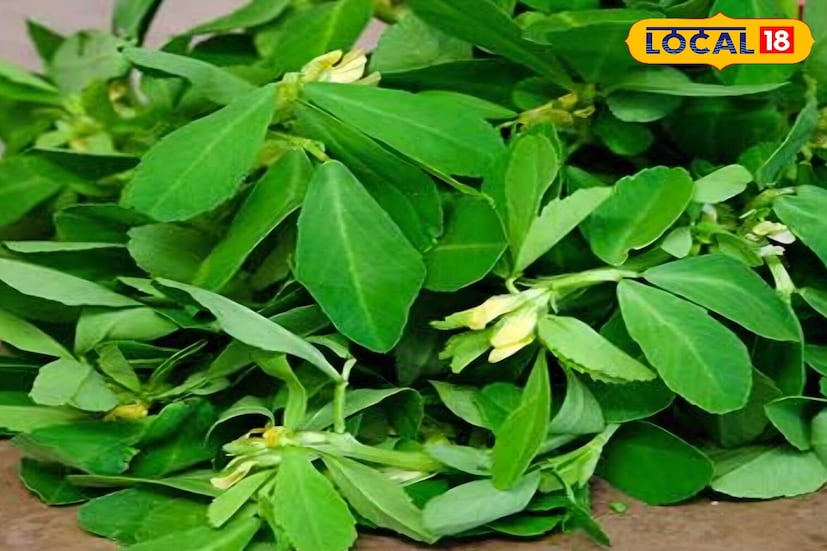 Fenugreek greens Fenugreek greens