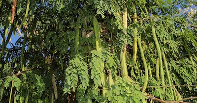 ਕੁਦਰਤ ਦਾ ਅਨਮੋਲ ਤੋਹਫ਼ਾ ਹੈ ਇਹ ਰੁੱਖ, ਸਰੀਰ ਨੂੰ ਬਣਾਉਂਦਾ ਹੈ ਮਜ਼ਬੂਤ! ਲੀਵਰ ਅਤੇ ਕਿਡਨੀ ਲਈ ਰਾਮਬਾਣ