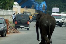 জাতীয় সড়কে দলছুট দাঁতাল হাতি জাতীয় সড়কে দলছুট দাঁতাল হাতি