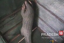 দেখুন ভিডিও: মালবাজারের ধুমসিগাড়া থেকে উদ্ধার হল প্যাঙ্গোলিন দেখুন ভিডিও: মালবাজারের ধুমসিগাড়া থেকে উদ্ধার হল প্যাঙ্গোলিন