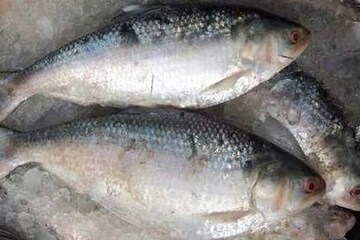 বাঙালির রসনায় এবার ভরপুর ইলিশ বাঙালির রসনায় এবার ভরপুর ইলিশ