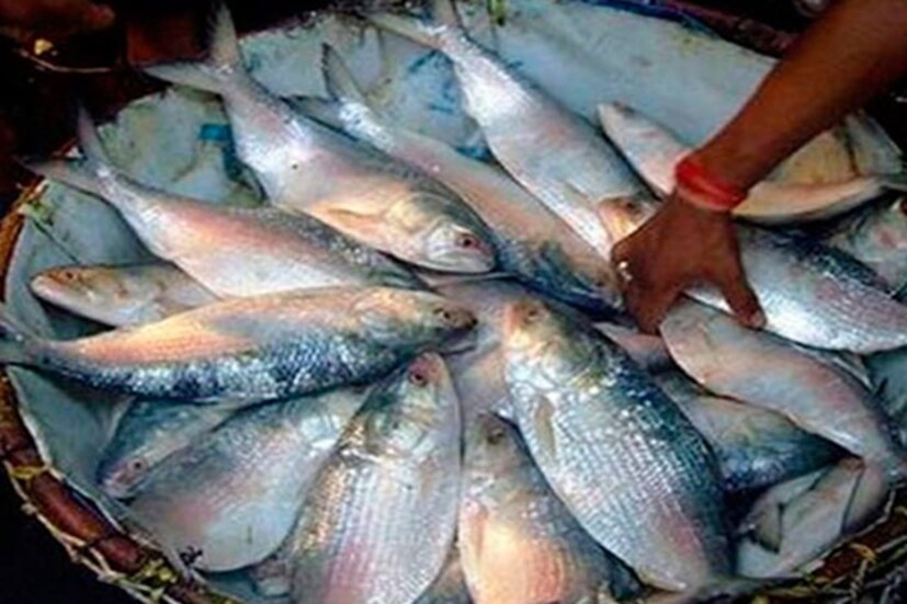 তবে শুধু দীঘাতেই নয়,  ডায়মন্ডহারবারের বাজার থেকে শহরের বাজারে ইলিশের আগমণে, পেটুক বাঙালিবাবুদের মন ভরাতে ইলিশের উপস্থিতি এ মরসুমে প্রচুর ৷ এমনটাই আশা করছেন মৎসজীবীরা ৷ 
