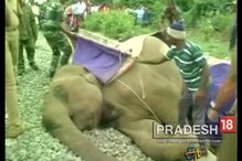 ট্রেনের ধাক্কায় মৃত ১৫ বছরের মাদি হাতি, দেখুন ভিডিও ট্রেনের ধাক্কায় মৃত ১৫ বছরের মাদি হাতি, দেখুন ভিডিও