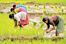 সময়মতো টাকা পড়েনি অ্যাকাউন্টে, ধান বিক্রি করে বিপাকে লালগড়ের চাষীরা ! সময়মতো টাকা পড়েনি অ্যাকাউন্টে, ধান বিক্রি করে বিপাকে লালগড়ের চাষীরা !