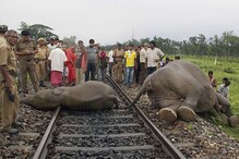 বিষ্ণুপুরে ট্রেনের ধাক্কায় ৩টি হাতির মৃত্যু ! বিষ্ণুপুরে ট্রেনের ধাক্কায় ৩টি হাতির মৃত্যু !