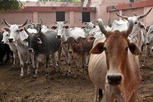অনাহারে মৃত ৫০০ গরু, কাদা ছোঁড়াছুঁড়ির রাজনীতিতে সামিল কংগ্রেস-বিজেপি অনাহারে মৃত ৫০০ গরু, কাদা ছোঁড়াছুঁড়ির রাজনীতিতে সামিল কংগ্রেস-বিজেপি