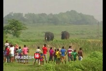 জামুড়িয়ায় দাঁতাল হাতির তাণ্ডব, দেখুন ভিডিও জামুড়িয়ায় দাঁতাল হাতির তাণ্ডব, দেখুন ভিডিও