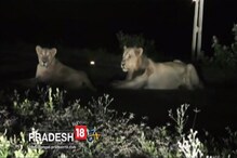 Viral Video: গুজরাটের রাস্তায় হেঁটে বেড়াচ্ছে সিংহরা Viral Video: গুজরাটের রাস্তায় হেঁটে বেড়াচ্ছে সিংহরা