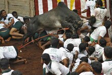 জাল্লিকাট্টুতে ষাঁড়ের গুতোয় মৃত ২, আহত ৫০ জাল্লিকাট্টুতে ষাঁড়ের গুতোয় মৃত ২, আহত ৫০