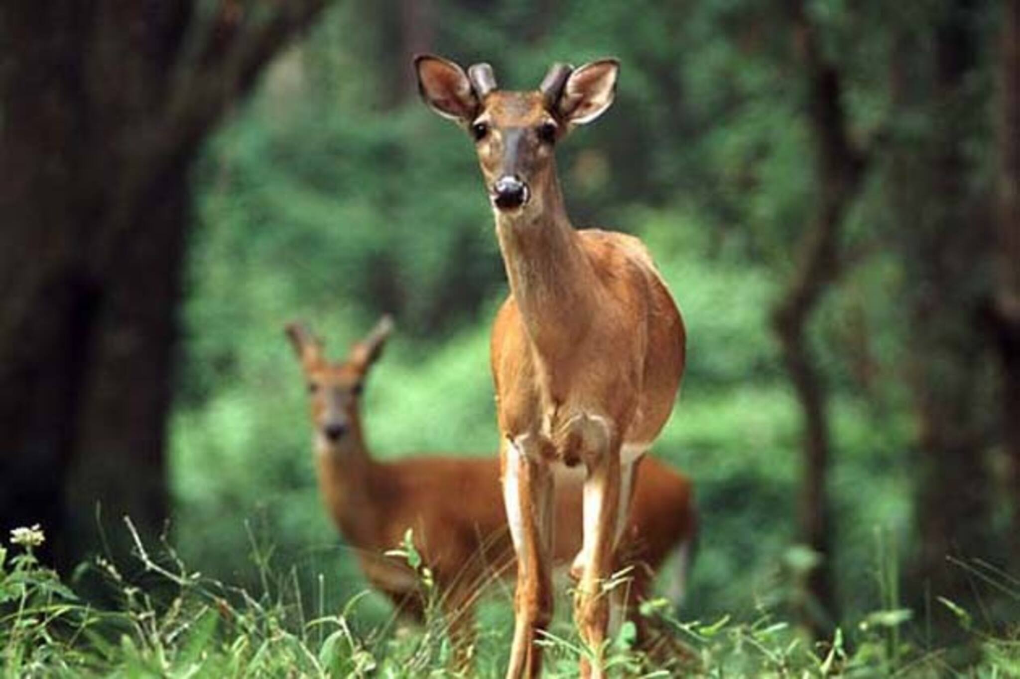 জঙ্গল এবং জঙ্গলের প্রাণীদের রক্ষা-বার্তা নিয়ে ভারত পরিভ্রমণ কলকাতার রথিনের