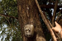 নিম গাছ থেকে ঝরছে ‘বিয়ার’, আজব ঘটনা দিল্লি বিশ্ববিদ্যালয়ে নিম গাছ থেকে ঝরছে ‘বিয়ার’, আজব ঘটনা দিল্লি বিশ্ববিদ্যালয়ে