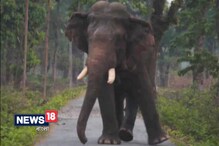 Video: পায়ে ক্ষত, যন্ত্রণায় সারা গ্রাম দাপিয়ে বেড়াল হাতি Video: পায়ে ক্ষত, যন্ত্রণায় সারা গ্রাম দাপিয়ে বেড়াল হাতি