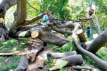 উড়ালপুলের জন্য ৩০ হাজার গাছ কাটছে পুরসভা, প্রতিবাদে উত্তাল উত্তর থেকে দক্ষিণ