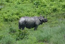 গরুমারায় পঞ্চাশের গন্ডি পার করল গন্ডারের সংখ্যা, নিরাপত্তায় বাড়ানো হল নজরদারি