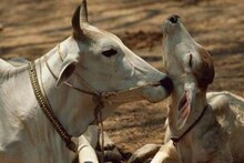 গাড়ির সিটের তলায় গরু বেঁধে পাচার করতে গিয়ে গ্রেফতার দুই !