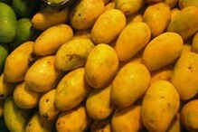 ফলন ভালো হয়েও কেন বিপাকে আমচাষীরা ? ফলন ভালো হয়েও কেন বিপাকে আমচাষীরা ?