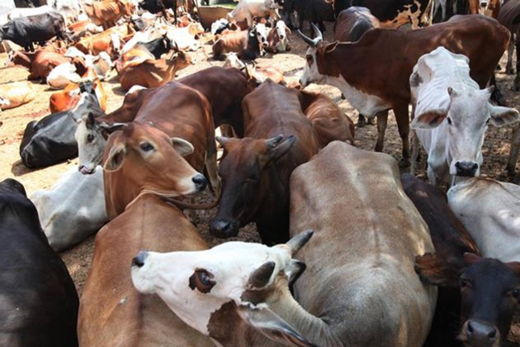 কেন্দ্রের গবাদি পশু নির্দেশিকায় স্থগিতাদেশ মাদ্রাজ হাইকোর্টের