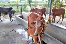 গোশালার জন্য জমি দান করলেন মুসলিম ব্যক্তি গোশালার জন্য জমি দান করলেন মুসলিম ব্যক্তি