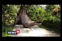হাতির দেহ উদ্ধারে বনদফতরের চূড়ান্ত অমানবিকতার ছবি হাতির দেহ উদ্ধারে বনদফতরের চূড়ান্ত অমানবিকতার ছবি