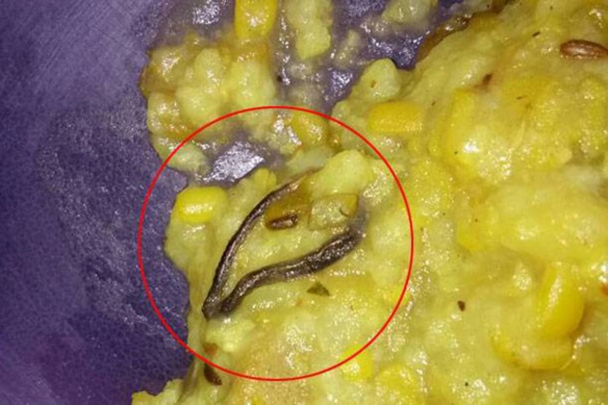 মিড ডে মিলের খাবারে মিলল সাপ !