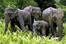 বাংলার জঙ্গলে বাড়াল হাতির সংখ্যা, চওড়া হাসি বন দফতরের মুখে বাংলার জঙ্গলে বাড়াল হাতির সংখ্যা, চওড়া হাসি বন দফতরের মুখে