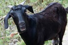 কড়কড়ে ৬৬,০০০ টাকা চিবিয়ে খেল ছাগল, মাথায় হাত মালিকের কড়কড়ে ৬৬,০০০ টাকা চিবিয়ে খেল ছাগল, মাথায় হাত মালিকের