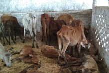 অনাহারে মৃত্যু হল ২০০টি গরুর, গ্রেফতার বিজেপি নেতা অনাহারে মৃত্যু হল ২০০টি গরুর, গ্রেফতার বিজেপি নেতা