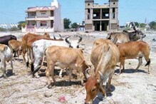 গরুর উপর অ্যাসিড হামলা, চাঞ্চল্য ছড়াল যোগীর রাজ্যে গরুর উপর অ্যাসিড হামলা, চাঞ্চল্য ছড়াল যোগীর রাজ্যে