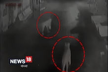Video: বাড়ির ভিতর ঢুকে পড়ল সিংহ ! তারপর কী হল ? Video: বাড়ির ভিতর ঢুকে পড়ল সিংহ ! তারপর কী হল ?