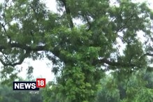 Video: তেতো নয় এই নিমগাছের পাতা মিষ্টি Video: তেতো নয় এই নিমগাছের পাতা মিষ্টি