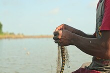 মাছ ধরার জালে মস্ত বড় বিষধর সাপ ! মাছ ধরার জালে মস্ত বড় বিষধর সাপ !