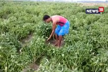 বৃষ্টিতে ক্ষতির জেরে শাক-সবজীর দাম বাড়ার আশঙ্কা বৃষ্টিতে ক্ষতির জেরে শাক-সবজীর দাম বাড়ার আশঙ্কা