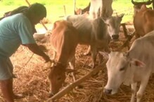 পঞ্চায়েত ভোটের আগে সুখবর, রাজ্যে এবার গোদান করবে তৃণমূল পঞ্চায়েত ভোটের আগে সুখবর, রাজ্যে এবার গোদান করবে তৃণমূল